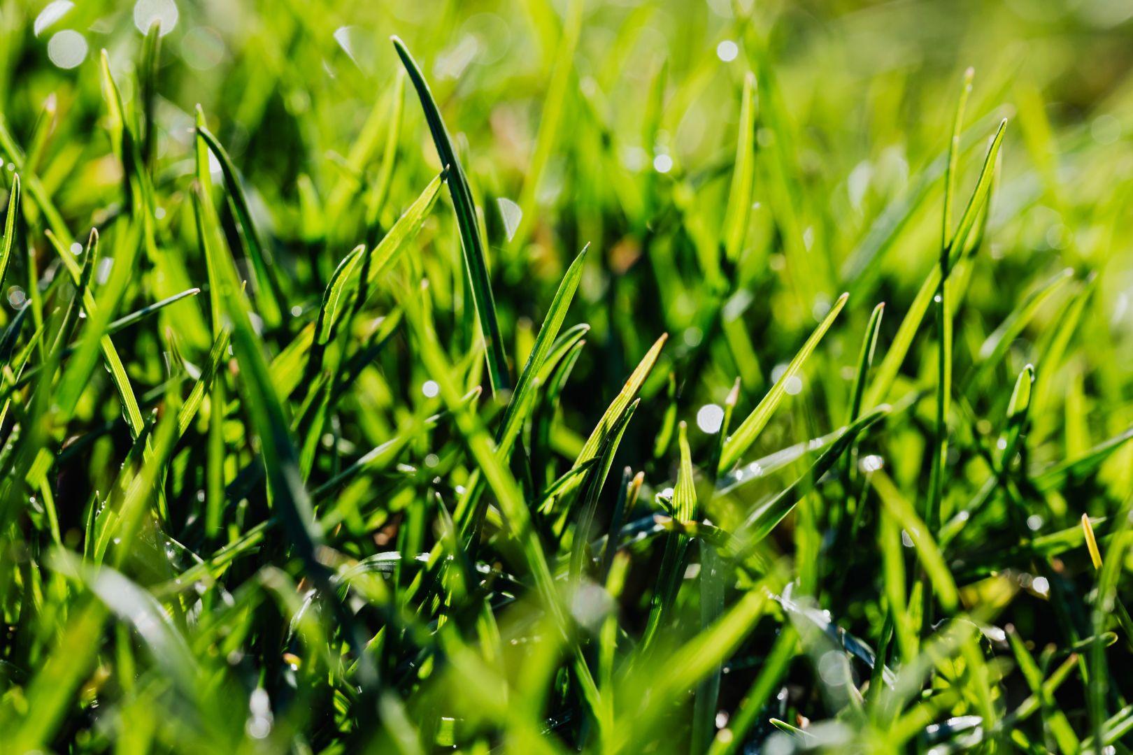 Como Limpar Grama Sintetica Corretamente